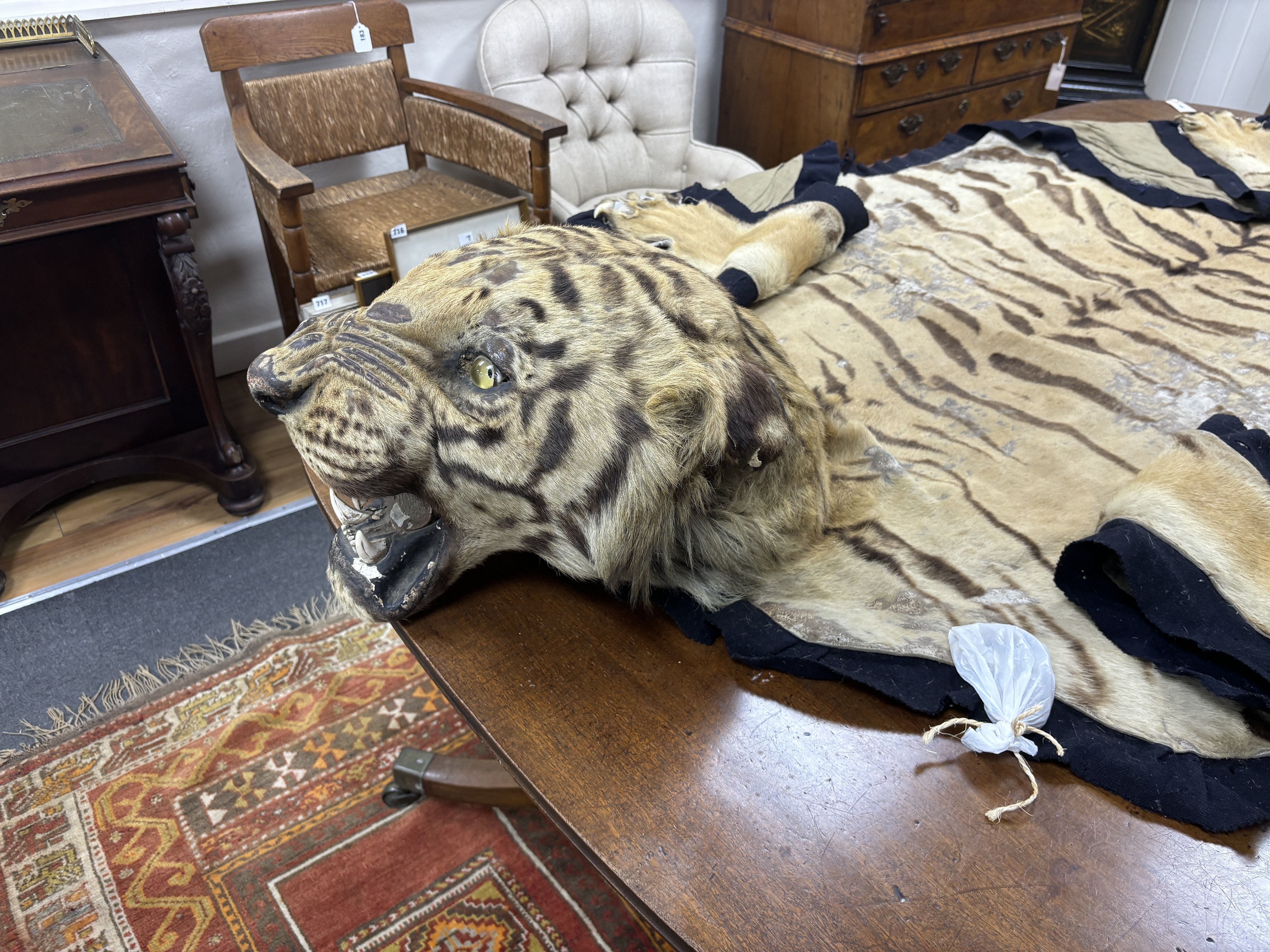 A large early 20th century felt backed tiger skin rug with head, by Van Ingen and Van Ingen, (bears label remnants) length 318cm